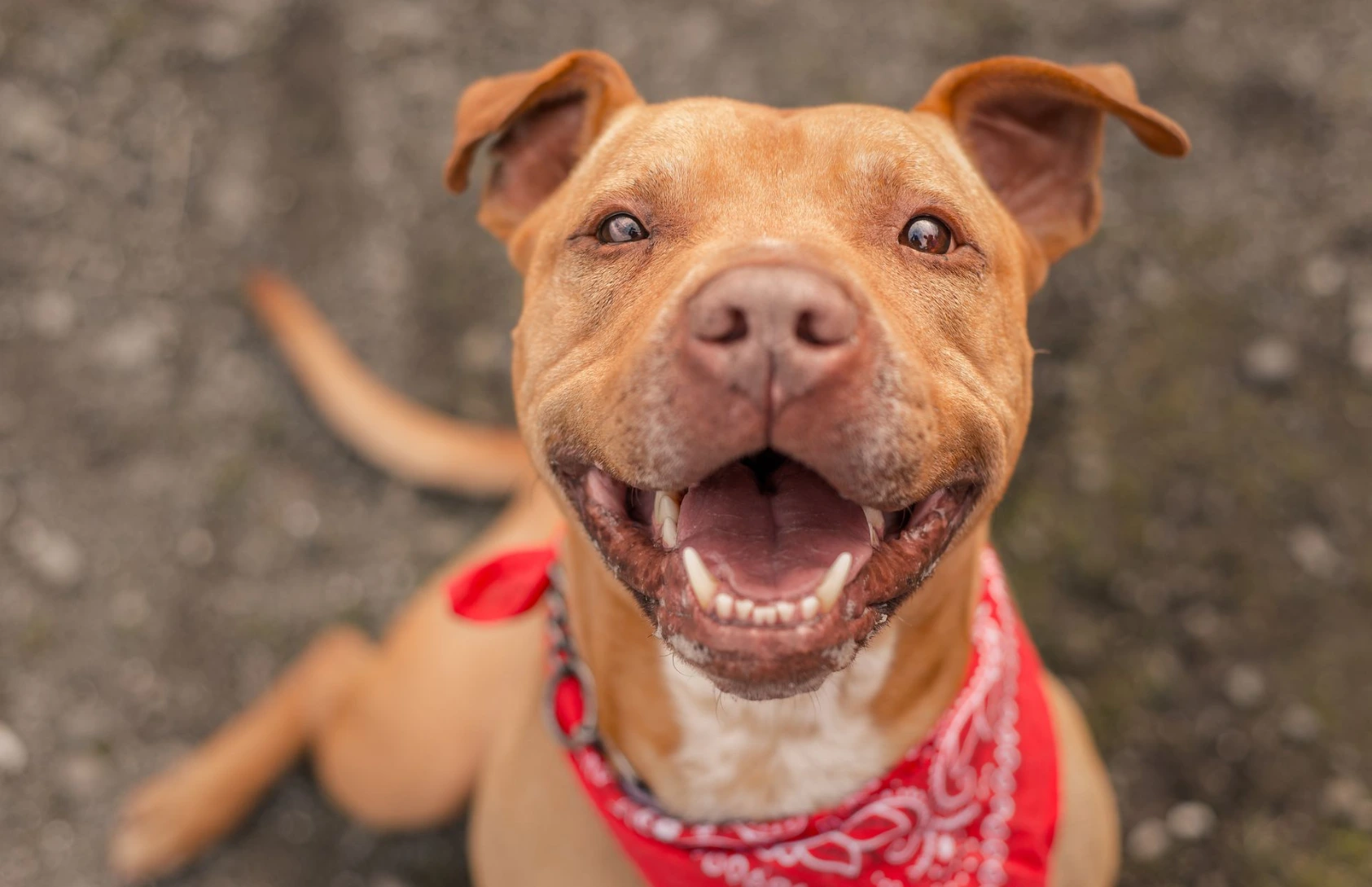 brown dog with a red handkerchief